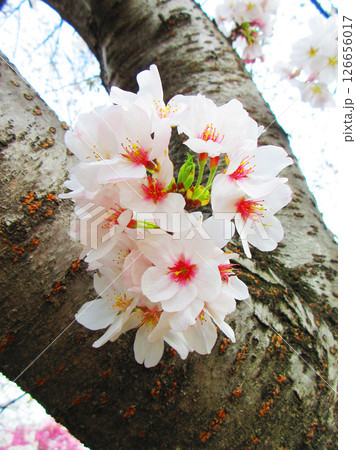 桜（ソメイヨシノ）の花の風景（2025年撮影） 126656017