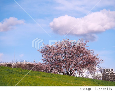 川口市の荒川運動公園桜堤に咲く満開の大寒桜 川口市の荒川運動公園桜堤に咲く満開の大寒桜 126656115