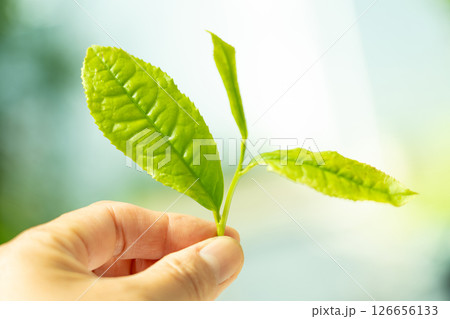 初夏に芽吹いて初摘みされた茶葉の新芽 126656133