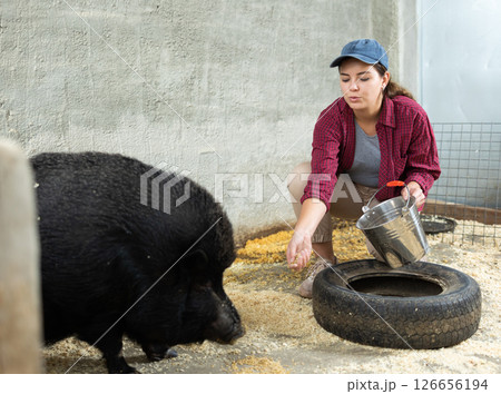 Farmer sitting and feeding pig 126656194