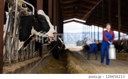 Farmers work in open cowshed at cow farm Farmers work in open cowshed at cow farm 126656213