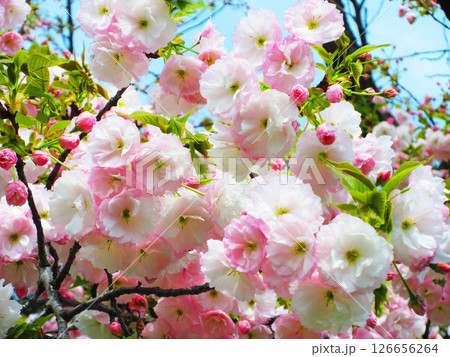 春の八重桜のきれいな風景（2025年撮影） 126656264