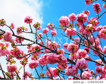 春の八重桜のきれいな風景(2025年撮影) 春の八重桜のきれいな風景(2025年撮影) 126656268