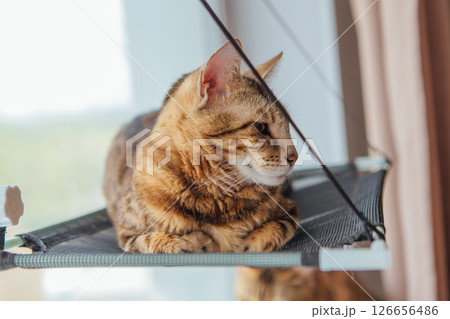 Cute little bengal kitty cat laying on the cat's window bed watching on the room. 126656486