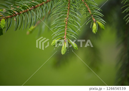 Detailed view of fresh green fir tree needles with soft and blurred natural background. 126656539