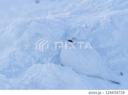 雪に溶け込む雷鳥、雷鳥の早朝の瞬間− 立山の静かな朝 126656726