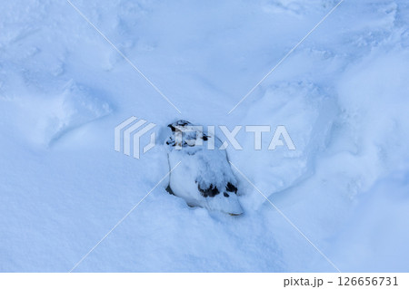 雪に溶け込む雷鳥、雷鳥の早朝の瞬間− 立山の静かな朝 126656731
