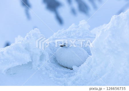 雪に溶け込む雷鳥、雷鳥の早朝の瞬間− 立山の静かな朝 126656735