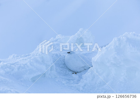 雪に溶け込む雷鳥、雷鳥の早朝の瞬間− 立山の静かな朝 雪に溶け込む雷鳥、雷鳥の早朝の瞬間− 立山の静かな朝 126656736