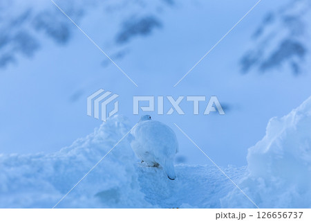 雪に溶け込む雷鳥、雷鳥の早朝の瞬間− 立山の静かな朝 126656737