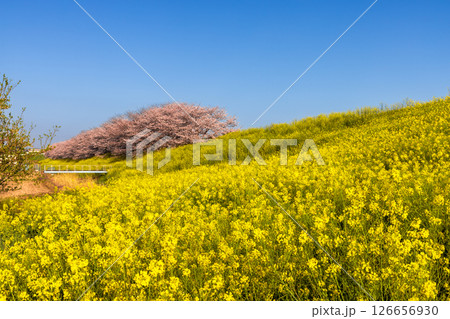 埼玉県熊谷市玉作　荒川支流の和田吉野川沿い玉作水門付近の桜並木　ソメイヨシノ並木と菜の花畑 126656930