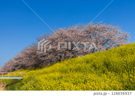 埼玉県熊谷市玉作　荒川支流の和田吉野川沿い玉作水門付近の桜並木　ソメイヨシノ並木と菜の花畑 126656937
