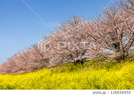 埼玉県熊谷市玉作　荒川支流の和田吉野川沿い玉作水門付近の桜並木　ソメイヨシノ並木と菜の花畑 126656950