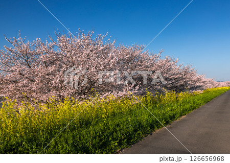 埼玉県熊谷市玉作 荒川支流の和田吉野川沿い玉作水門付近の桜並木 ソメイヨシノ並木と菜の花畑 埼玉県熊谷市玉作 荒川支流の和田吉野川沿い玉作水門付近の桜並木 ソメイヨシノ並木と菜の花畑 126656968