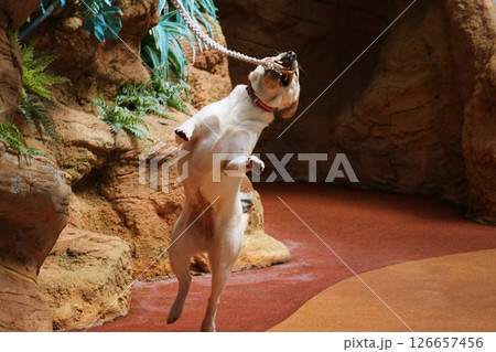 アニマルアクションの風景 126657456