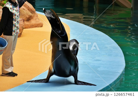 アシカショーの風景 126657461