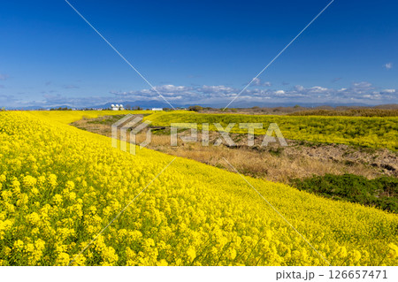 埼玉県熊谷市小八林　荒川支流の和田吉野川沿いの土手一面の菜の花畑 126657471