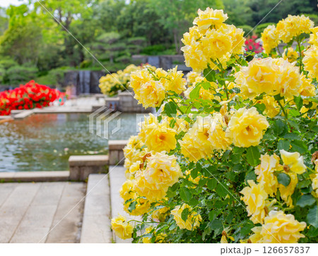 神戸市の須磨離宮公園にある庭園の満開のバラ 126657837