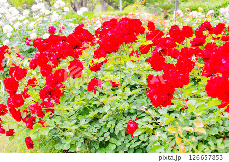 神戸市の須磨離宮公園にある庭園の満開のバラ 神戸市の須磨離宮公園にある庭園の満開のバラ 126657853