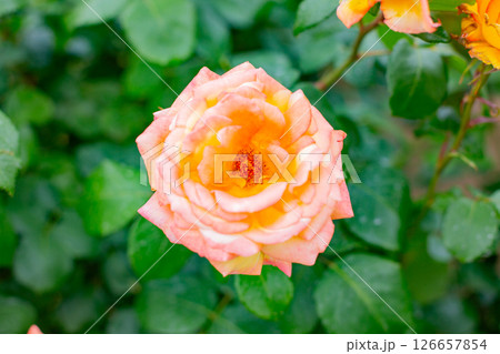 神戸市の須磨離宮公園にある庭園の満開のバラ 126657854