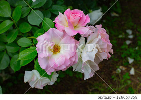 神戸市の須磨離宮公園にある庭園の満開のバラ 126657859