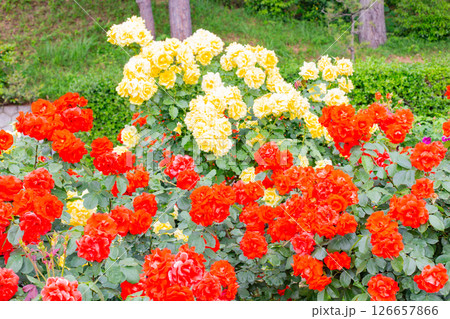 神戸市の須磨離宮公園にある庭園の満開のバラ 126657866