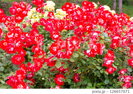 神戸市の須磨離宮公園にある庭園の満開のバラ 神戸市の須磨離宮公園にある庭園の満開のバラ 126657871