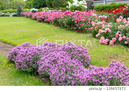 神戸市の須磨離宮公園にある庭園の満開のバラ 126657872