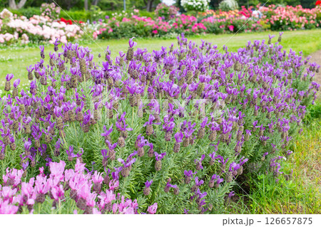 神戸市の須磨離宮公園にある庭園の満開のバラ 神戸市の須磨離宮公園にある庭園の満開のバラ 126657875