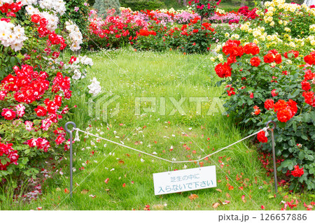 神戸市の須磨離宮公園にある庭園の満開のバラ 神戸市の須磨離宮公園にある庭園の満開のバラ 126657886