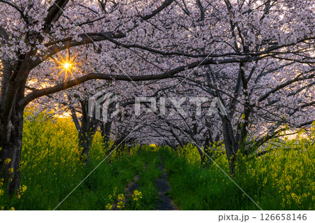 埼玉県熊谷市　荒川支流の和田吉野川の玉作水門付近の桜並木　ソメイヨシノのトンネルと菜の花畑と朝陽 126658146