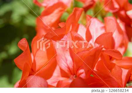 ゼラニウム 126658234