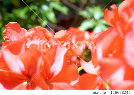 ゼラニウム 126658240