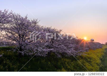 埼玉県熊谷市　荒川支流の和田吉野川の玉作水門付近の桜並木　朝陽を受けるソメイヨシノと菜の花畑 126658322