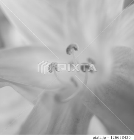 白い花の蕊をクローズアップしたモノクロ写真 白い花の蕊をクローズアップしたモノクロ写真 126658420