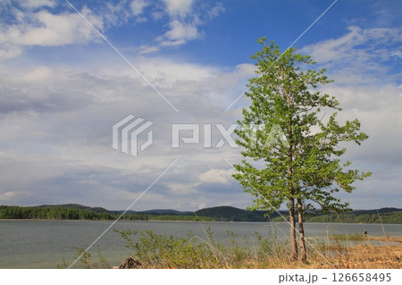 初夏の北海道　新緑の朱鞠内湖　湖畔の木 126658495