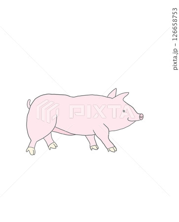 豚 豚 126658753