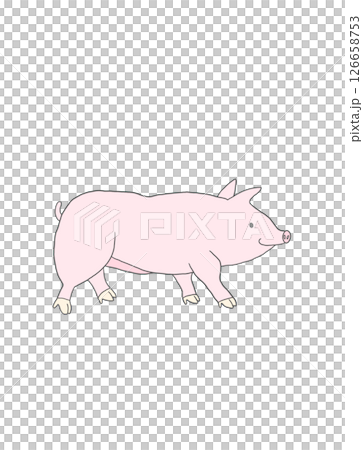豚 豚 126658753