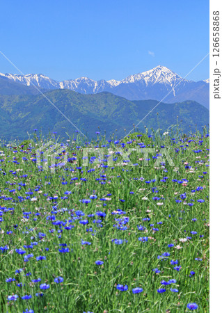 ヤグルマギク咲く安曇野の5月 126658868