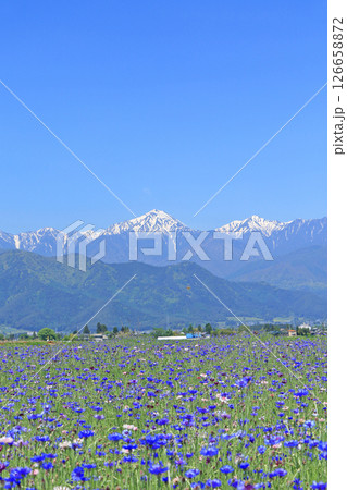 ヤグルマギク咲く安曇野の5月 126658872