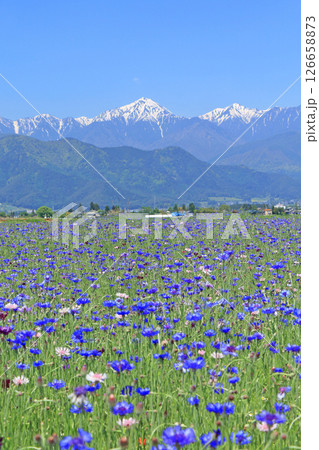 ヤグルマギク咲く安曇野の5月 126658873