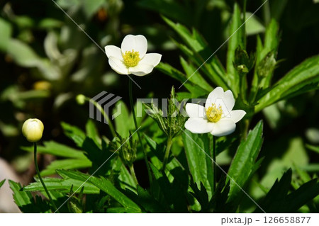 サンリンソウの花 サンリンソウの花 126658877