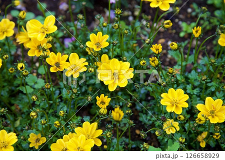 ビデンス・フェルリフォリア の花 ビデンス・フェルリフォリア の花 126658929
