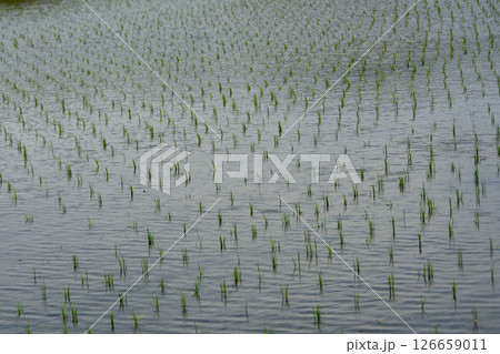 田植えの季節　美しい日本の田んぼ 126659011