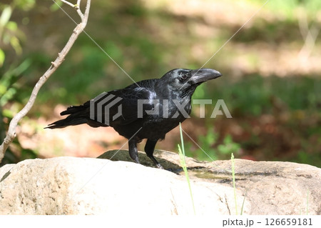 カラスに威嚇しながら鳴くカラス カラスに威嚇しながら鳴くカラス 126659181