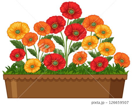 Vibrant Poppies in a Decorative Planter 126659507