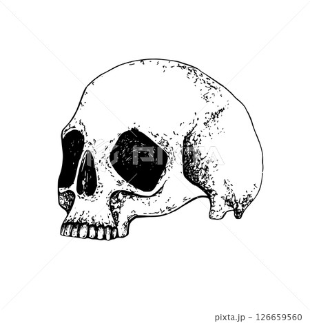Half skull human profile Graphic illustration with white plate. Gothic's style concept for Halloween design, Day of the Dead, for textile, packaging, stationery, apparel. Black hand drawn vector Half skull human profile Graphic illustration with white plate. Gothic's style concept for Halloween design, Day of the Dead, for textile, packaging, stationery, apparel. Black hand drawn vector 126659560