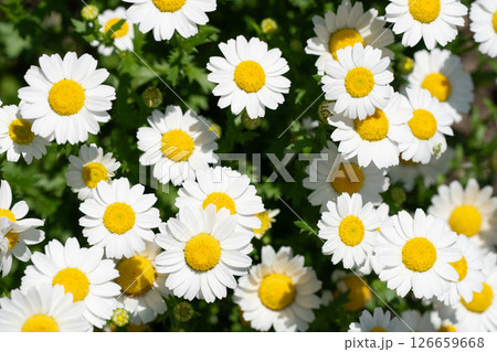 ノースポール　クリサンセマム 126659668