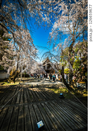 京都醍醐寺の枝垂れ桜満開、4月4日、日本 京都醍醐寺の枝垂れ桜満開、4月4日、日本 126659677