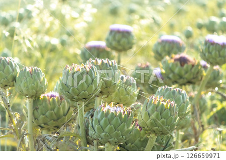 Blooming Artichoke Field with Sunlight and Spider Webs Blooming Artichoke Field with Sunlight and Spider Webs 126659971